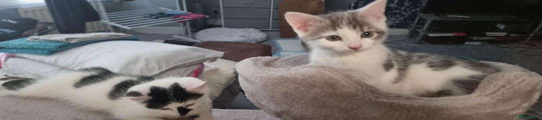 Squeak