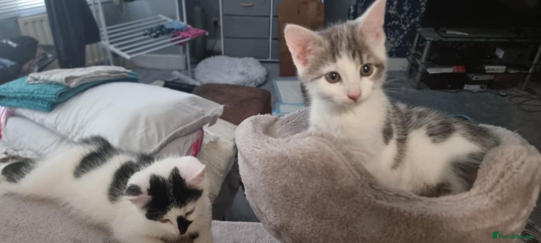 Mixed Breed cats for sale: Loving kittens for sale - Image 7