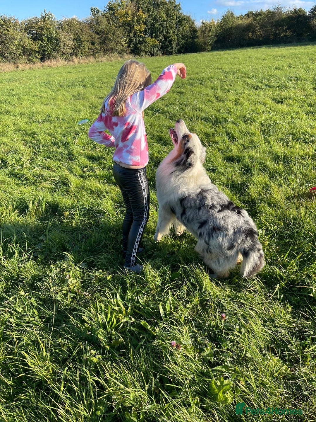 Australian Shepherd dogs for sale: Beautiful Australian Shepherd KC registration🥰 - Image 25