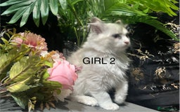Ragdoll cats for sale: Pure Ragdoll kitten - Image 3