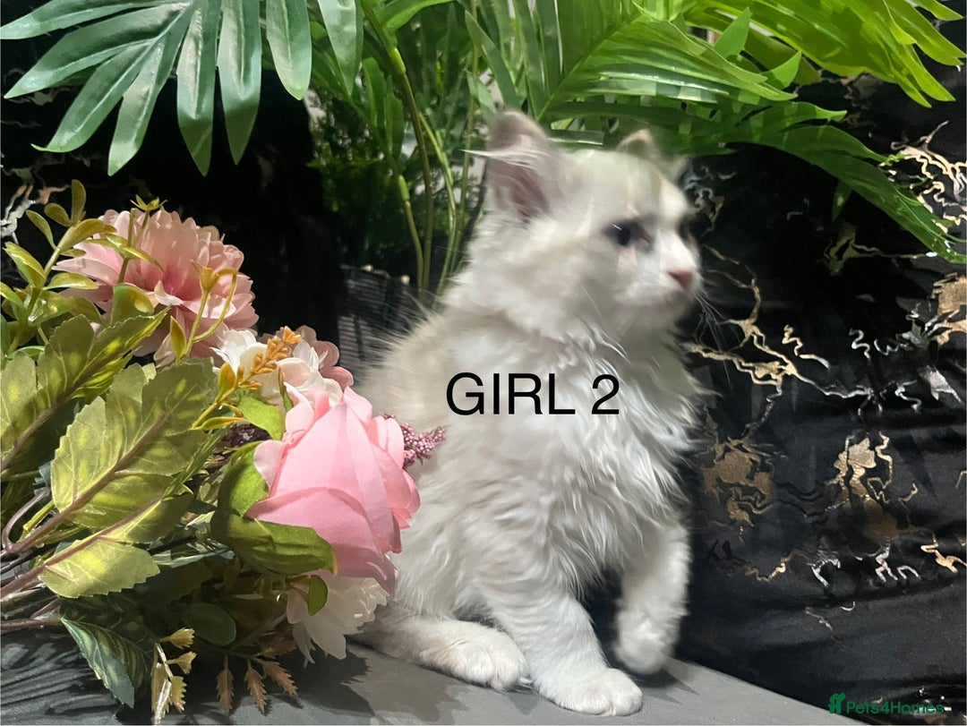 Ragdoll cats for sale: Pure Ragdoll kitten - Image 3