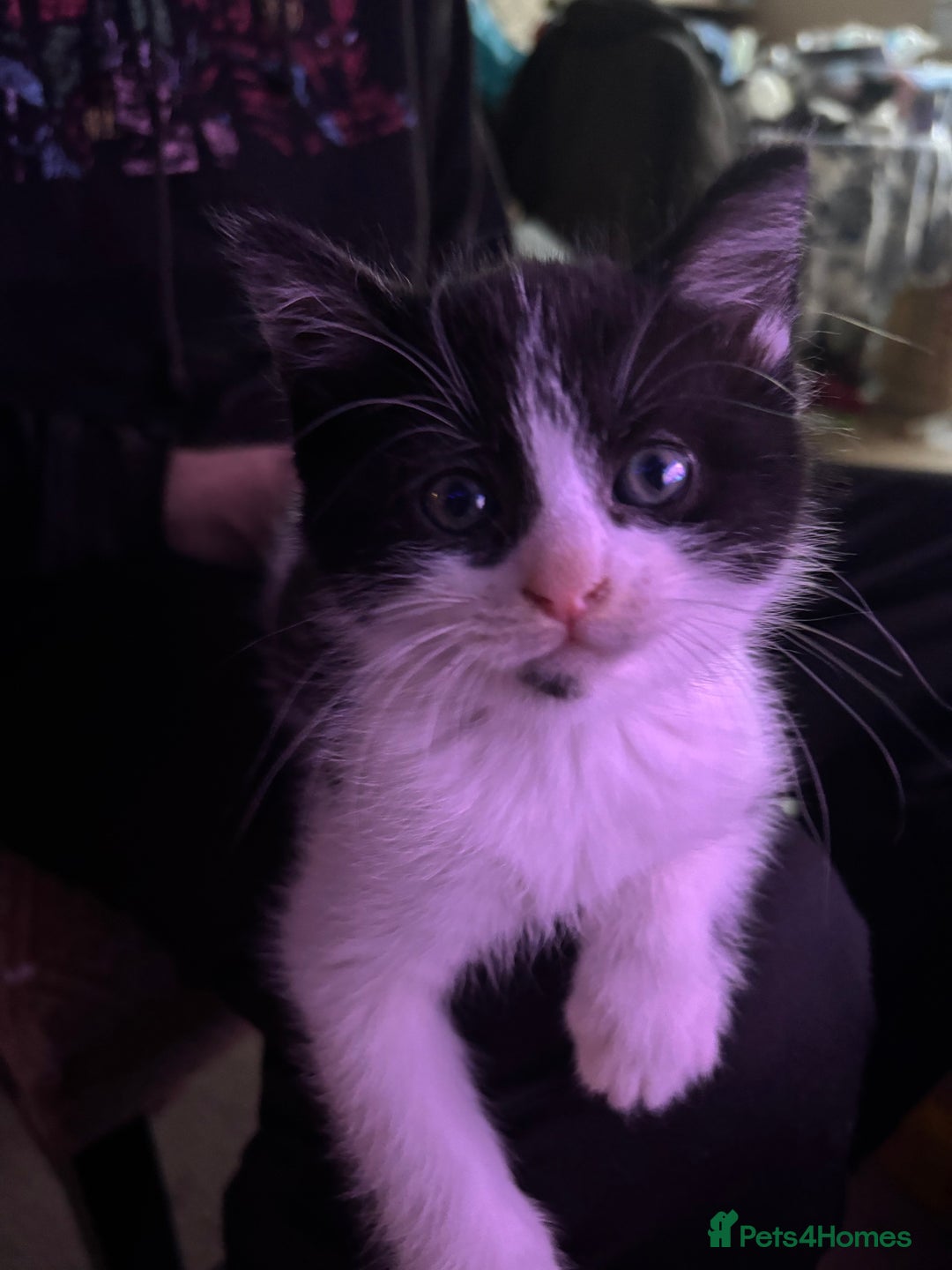 Mixed Breed cats for sale: Black & white mixed breed kittens  - Image 3