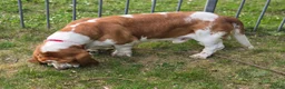 Basset Hound dogs for stud: Basset Hound Proven Stud - Advert 12