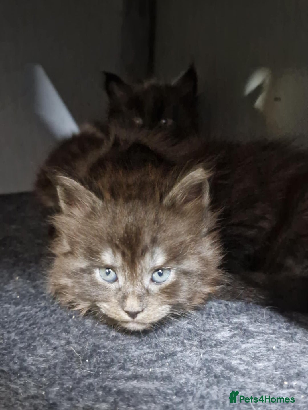 Maine Coon cats for sale: Maincoon kittens  - Advert 5