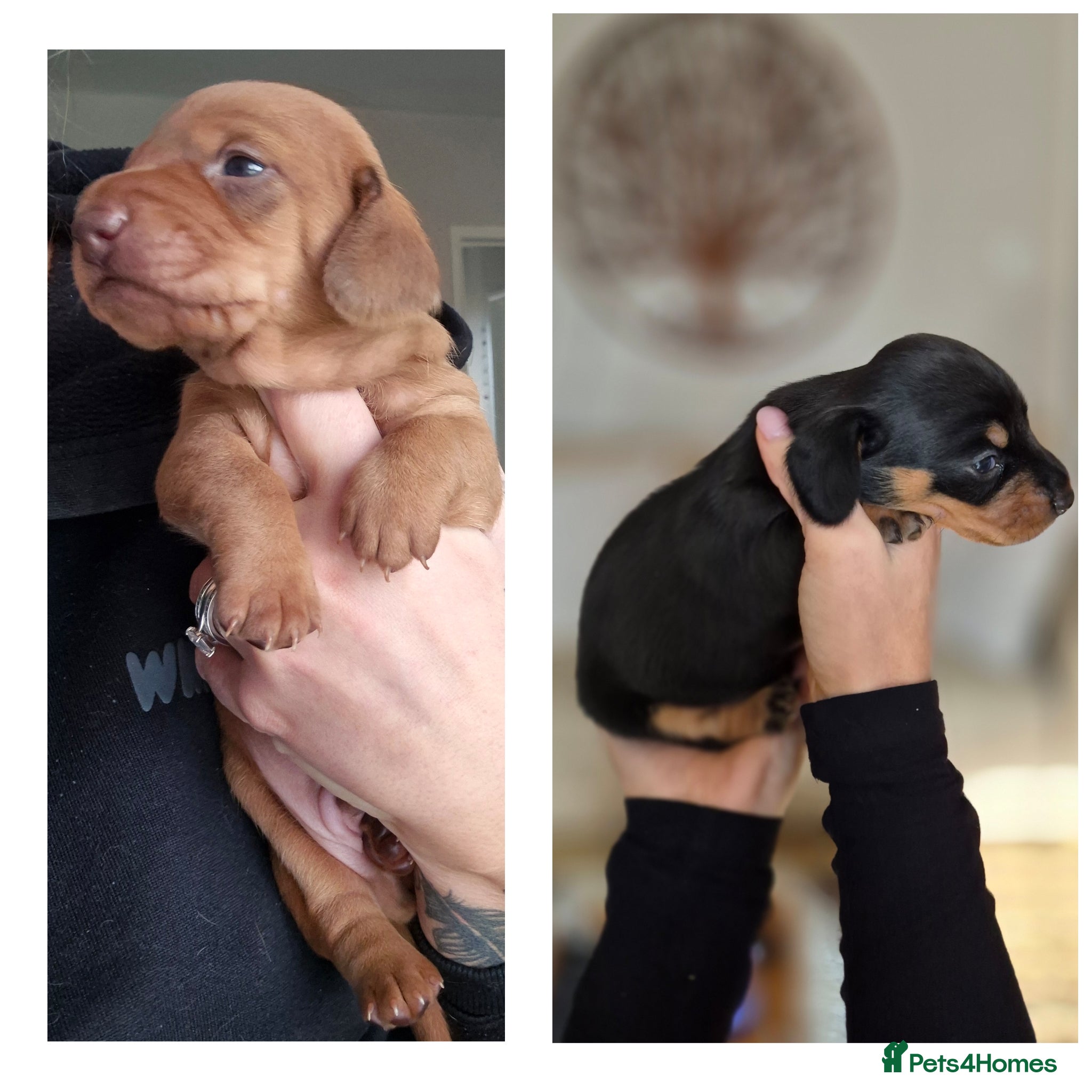 Miniature Dachshund dogs Champion Miniature Dachshunds KC Registered  - Advert 2