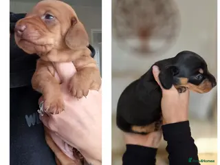 Miniature Dachshund dogs Champion Miniature Dachshunds KC Registered - Advert 2