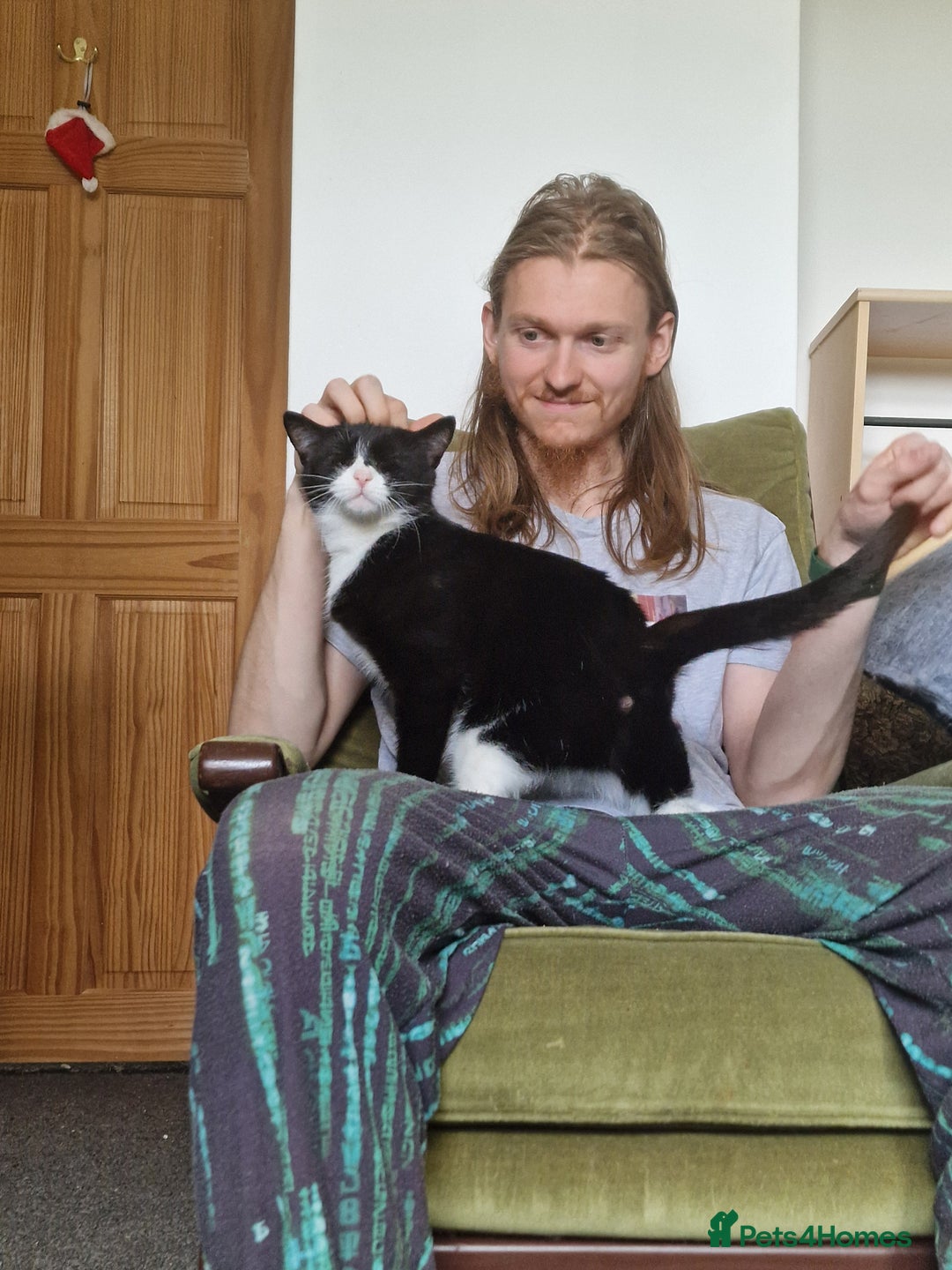 Domestic Shorthair cats for adoption: Itty bitty Beanie - Image 8