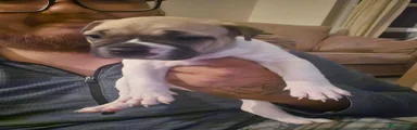 Bean