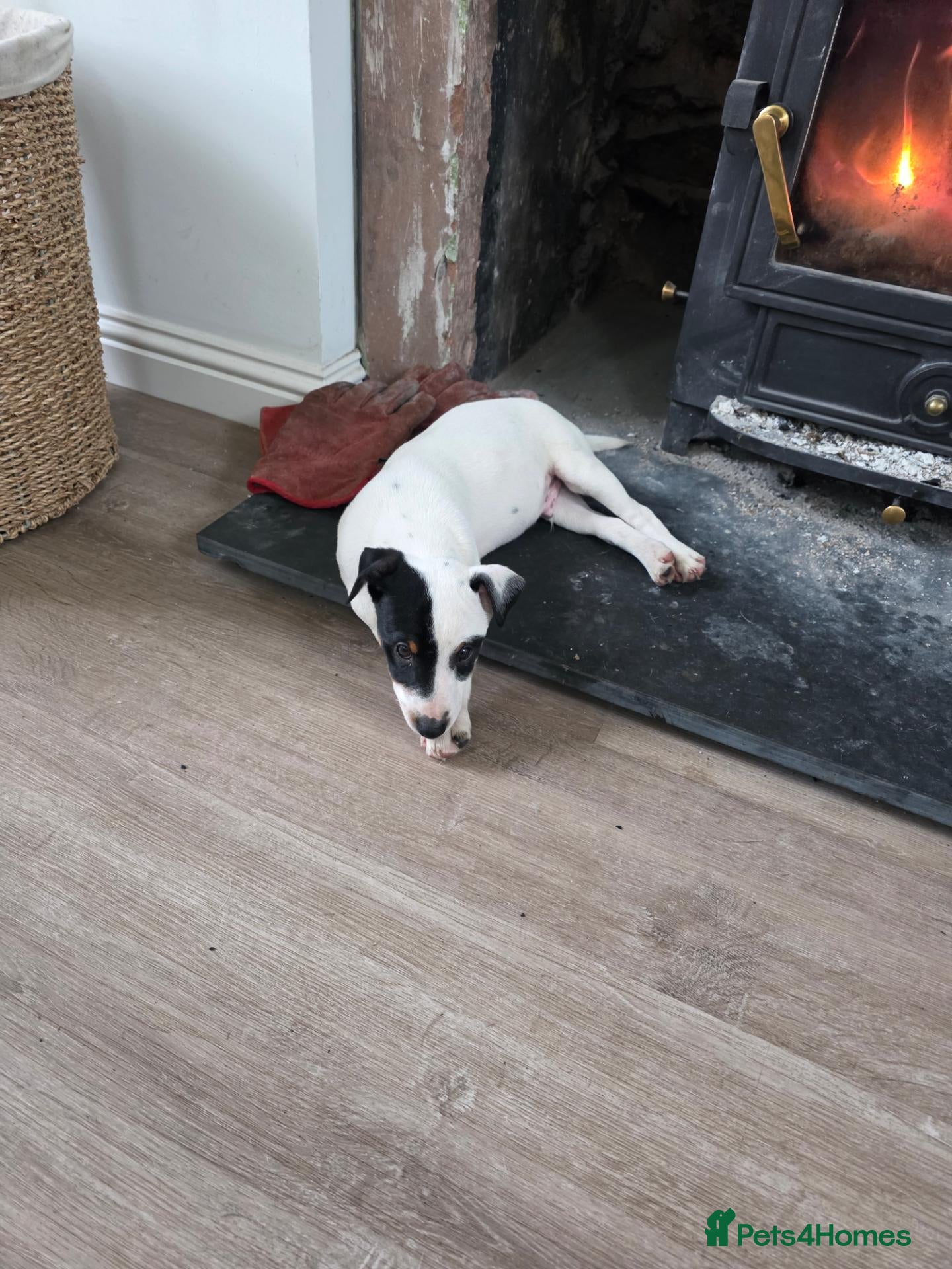 Jack Russell dogs Beautiful jack russell puppies - Advert 2