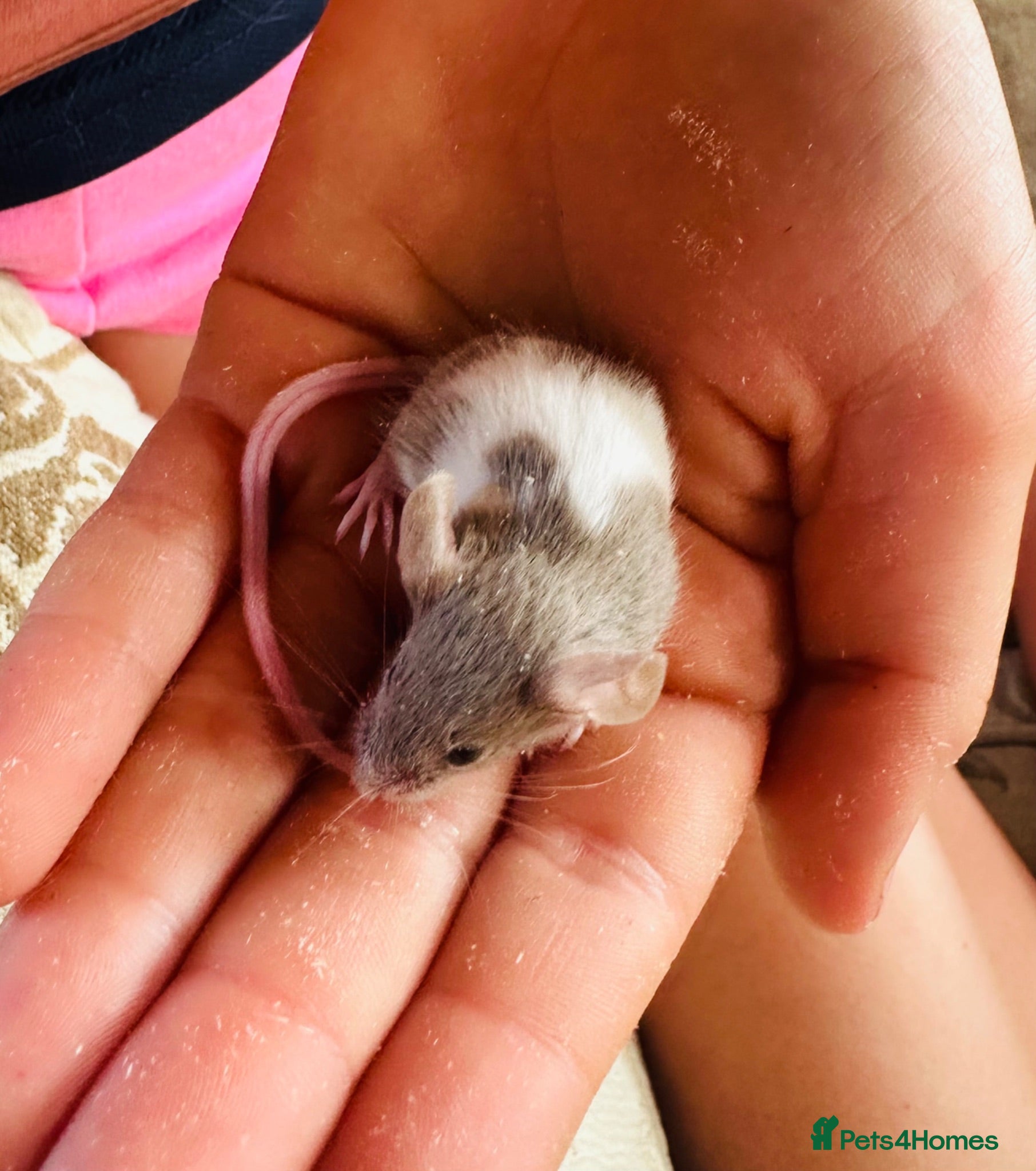 Mouse rodents Pet mice for sale  - Advert 3