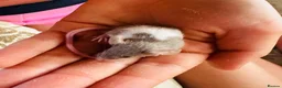 Mouse rodents for sale: Pet mice for sale  in Lynton - Advert 1