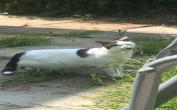 Ragdoll cats for sale: Beautiful shorthaired snowshoe mixed breed - Image 1