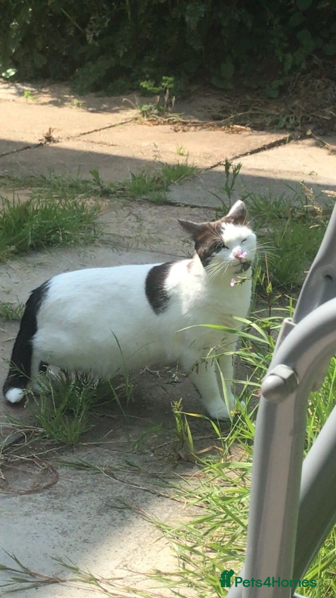 Ragdoll cats for sale: Beautiful shorthaired snowshoe mixed breed - Image 1