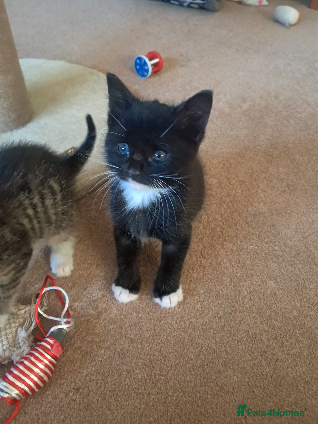 Mixed Breed cats for sale: 3 BEAUTIFUL KITTENS 😸 AVAILABLE STRAIGHT AWAY  - Advert 10