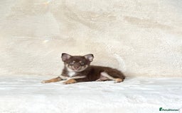 Pomsky dogs for sale: Rare lilac/tan tiny toysize Pomsky puppies - Image 7