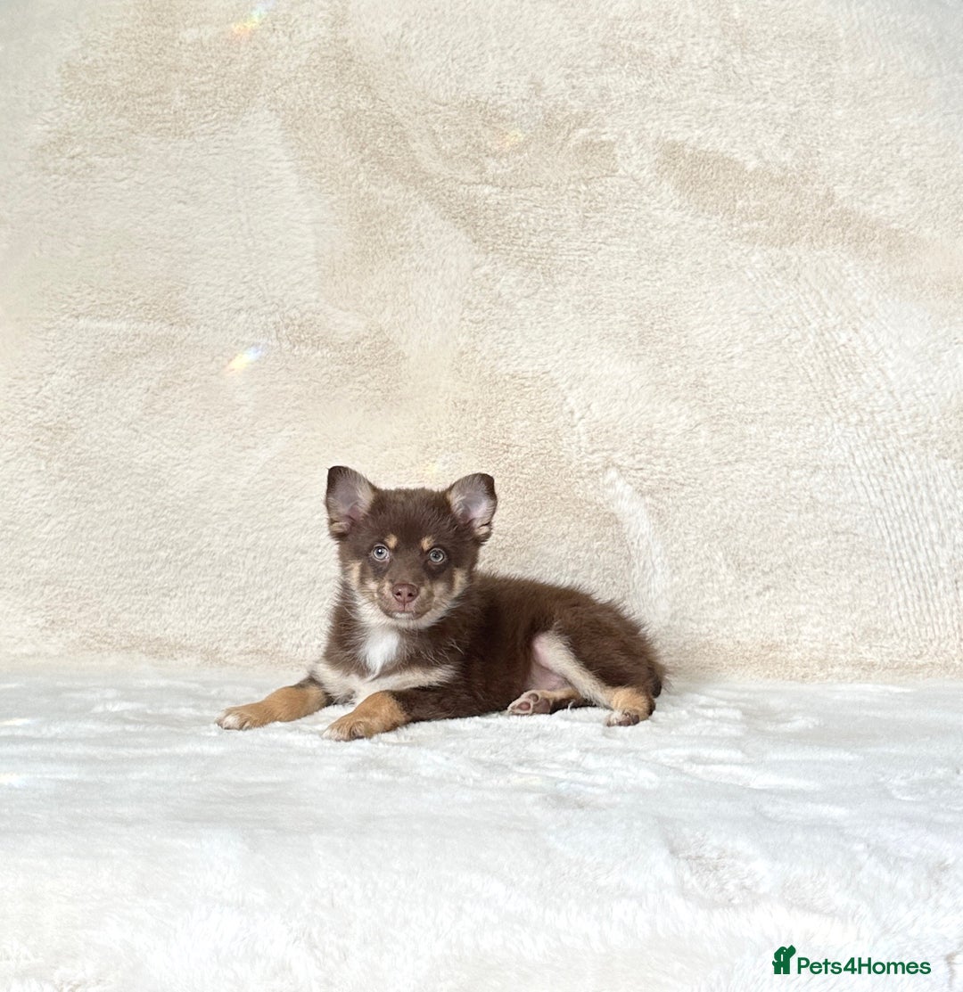 Pomsky dogs for sale: Rare lilac/tan tiny toysize Pomsky puppies - Image 7