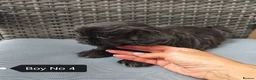 Shih Tzu dogs for sale: Shih Tzu puppies ready to leave:29/06 - Advert 16