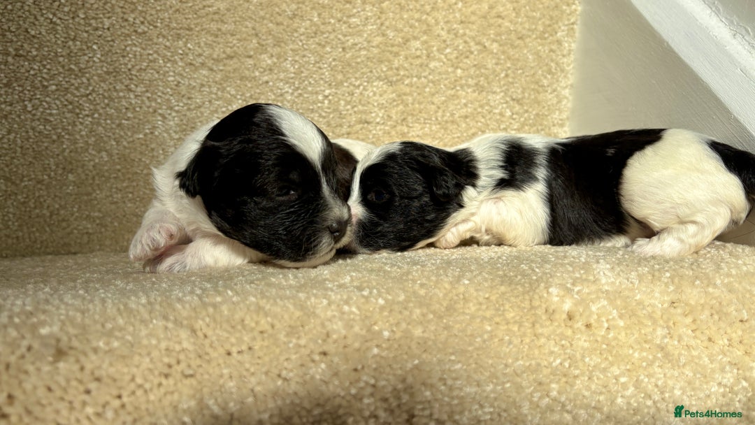 Lhasapoo dogs for sale: 9 stunning lhasapoo’s  - Image 23