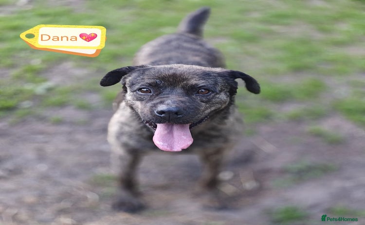 Mixed Breed dogs - Advert 4