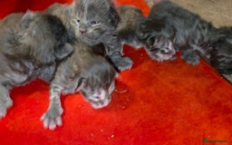 Maine Coon cats for sale: Tica maine coon kitten  - Advert 5