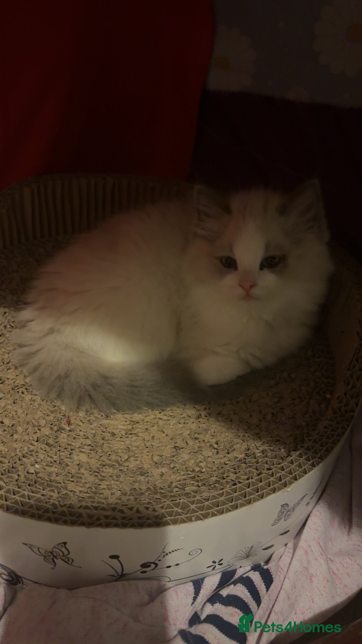 Ragdoll cats 1 left Beautiful blue eyed boys pure ragdolls - Advert 18