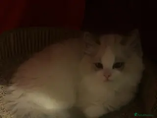 Ragdoll cats 1 left Beautiful blue eyed boys pure ragdolls - Advert 18