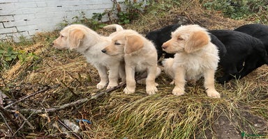 Labradoodle dogs - Advert 14