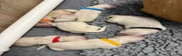Golden Retriever dogs for sale: 6 beautiful golden retriever boys - Advert 6