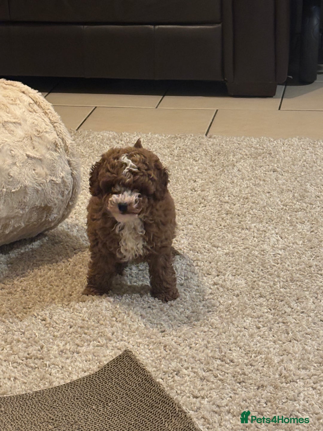 Cavapoo dogs for sale: Dark red cavapoo puppy  - Advert 1