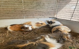 Guinea Pig rodents for sale: Baby guinea pigs for sale  - Image 1
