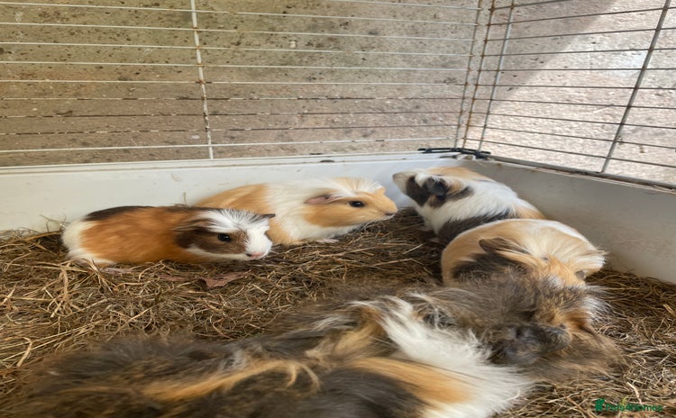 Guinea Pig rodents - Advert 3