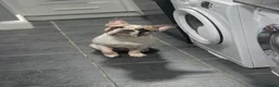 French Bulldog dogs for sale: French bulldog male in Matlock - Advert 1