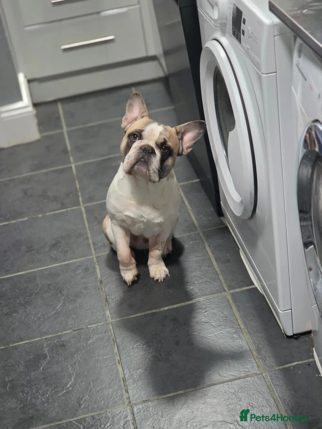 French Bulldog dogs for sale: French bulldog male in Matlock - Advert 1