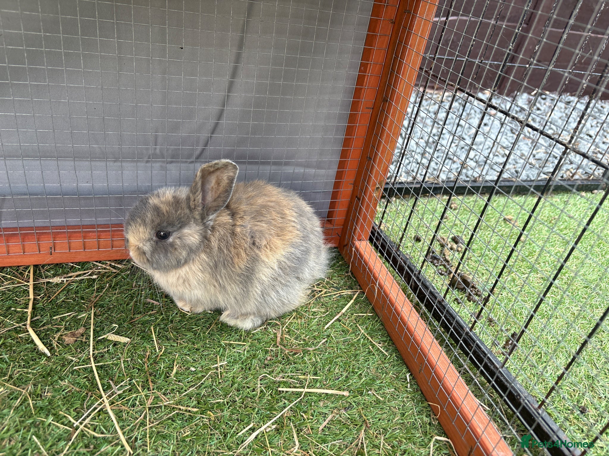 Mini Lop rabbits Pure bred mini lop bunnies - READY NOW!  - Advert 2