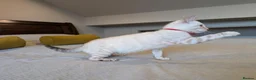 Bengal cats for sale: 🤍🩶 GORGEOUS BENGAL KITTENS 🩶🤍 - Advert 10