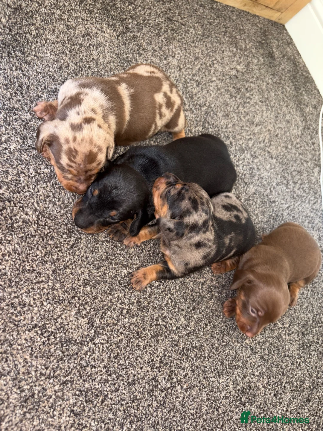 Dachshund dogs for sale: 4 beautiful boy pups looking for forever homes  - Advert 2