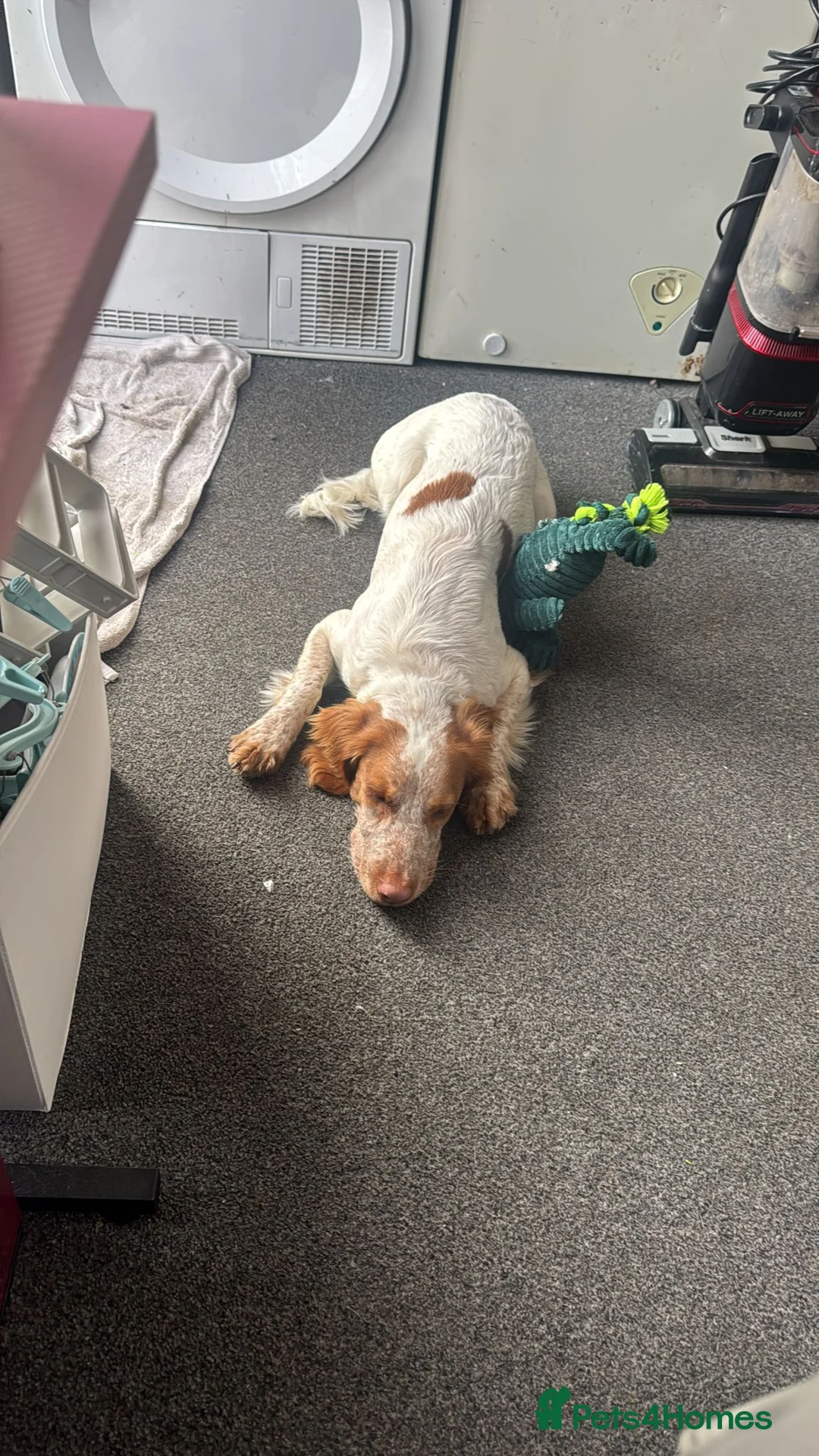 Cocker Spaniel dogs for sale: Working cocker spaniel for rehoming  - Advert 4