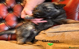 German Shepherd dogs for sale: Long-Haired Straight Back German Shepherd Puppies - Image 32