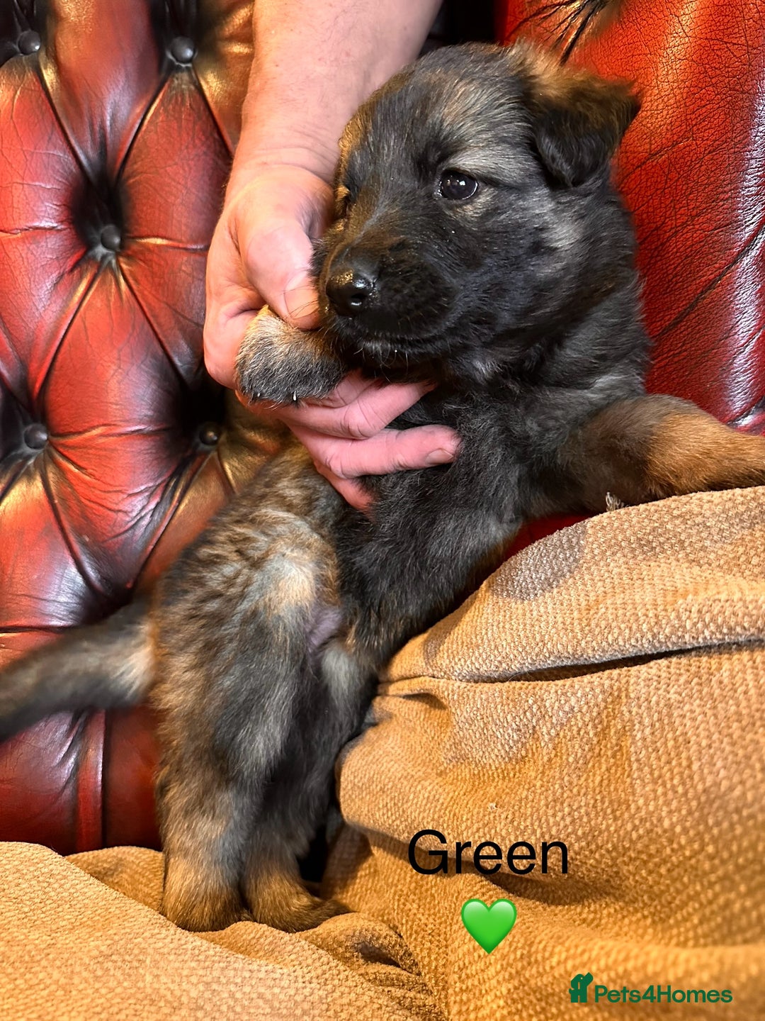German Shepherd dogs for sale: Long-Haired Straight Back German Shepherd Puppies - Image 32