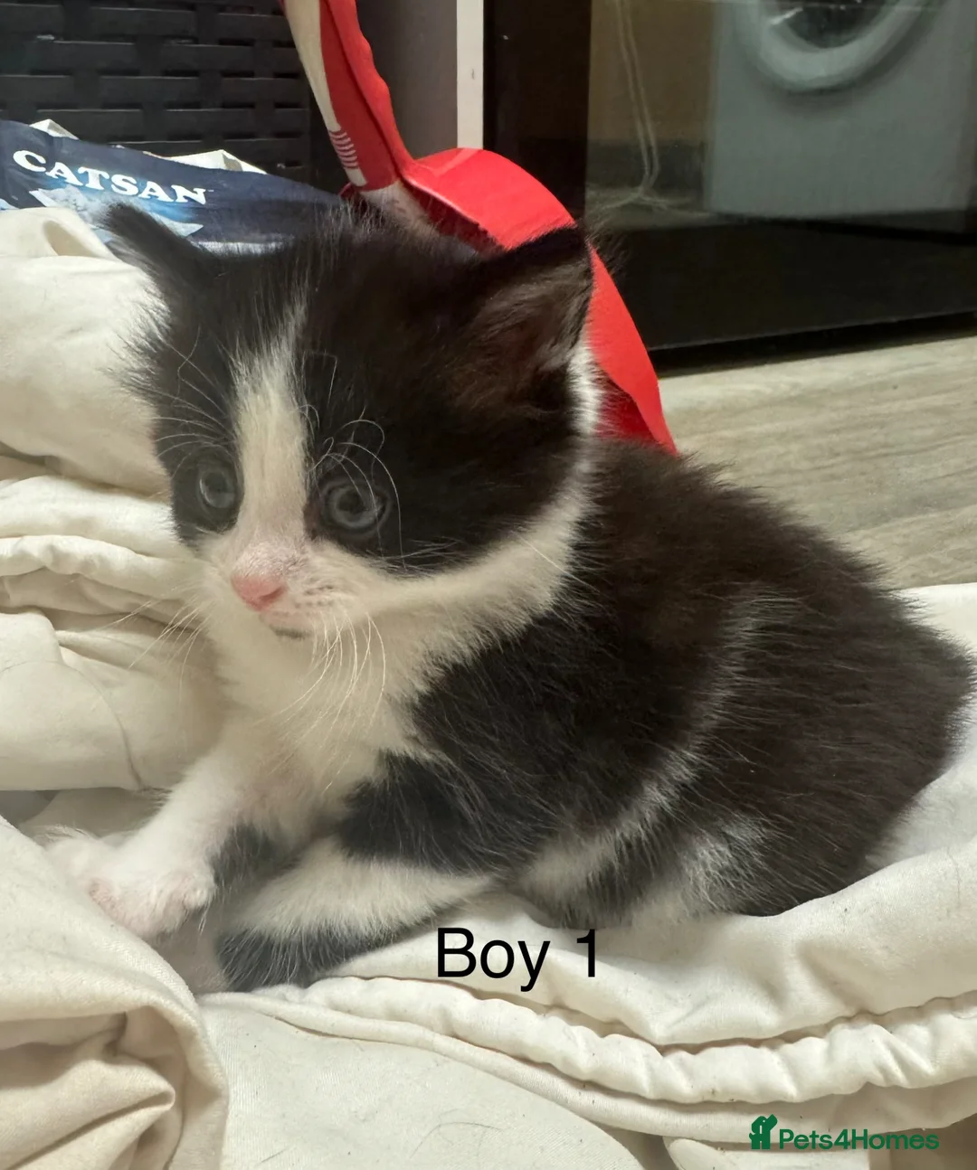 Mixed Breed cats for sale: 2 Black & white male kittens  - Advert 2