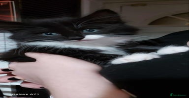 Maine Coon cats Maine Coon X kittens for - Advert 11