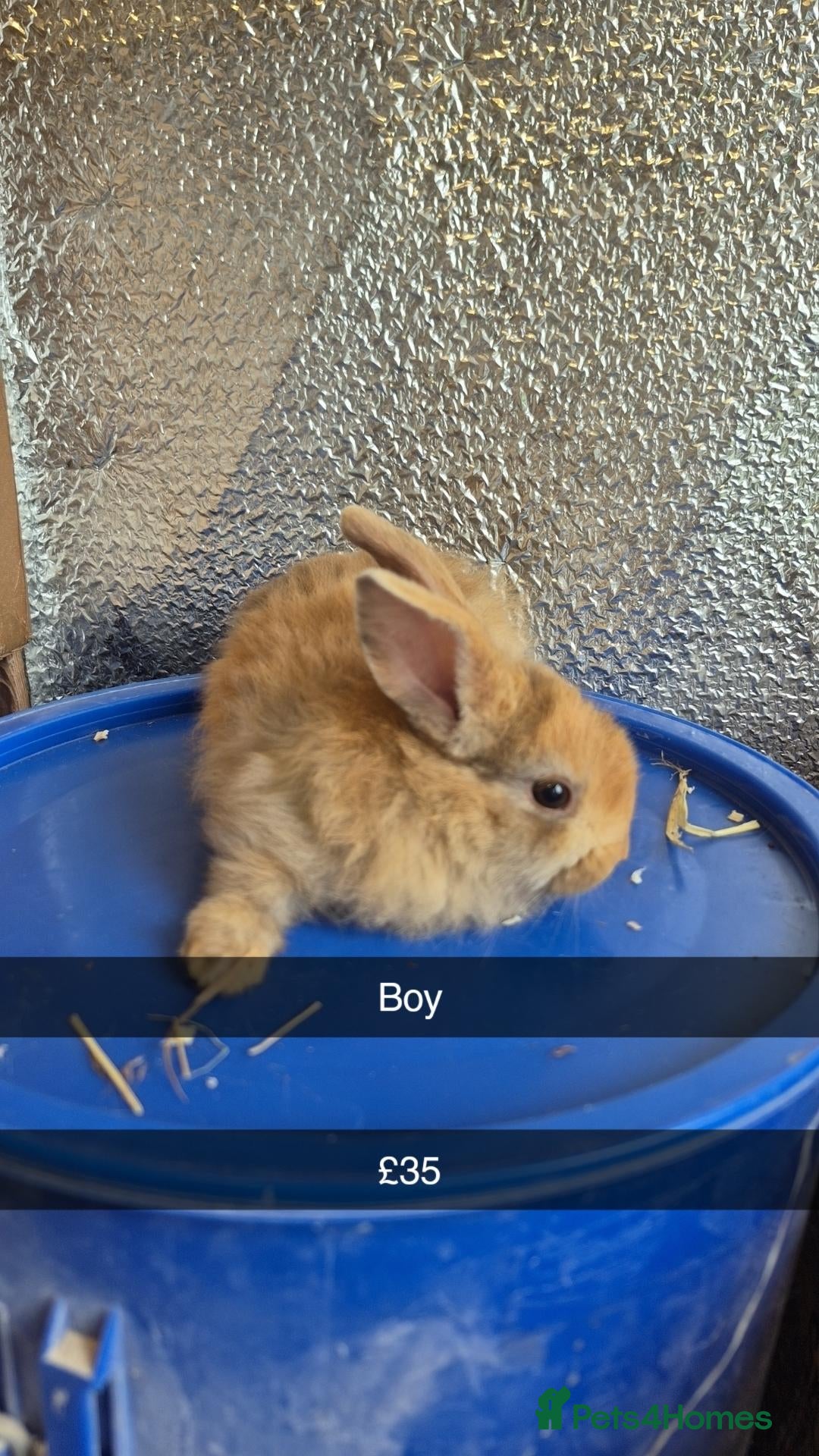 Mixed Breed rabbits Baby Lionhead Rabbits 8 week old, handled daily  - Advert 6