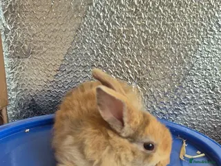 Mixed Breed rabbits Baby Lionhead Rabbits 8 week old, handled daily - Advert 6
