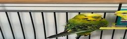 Budgerigars birds for sale:     Budgies & Quail Chicks + Cage - Advert 4
