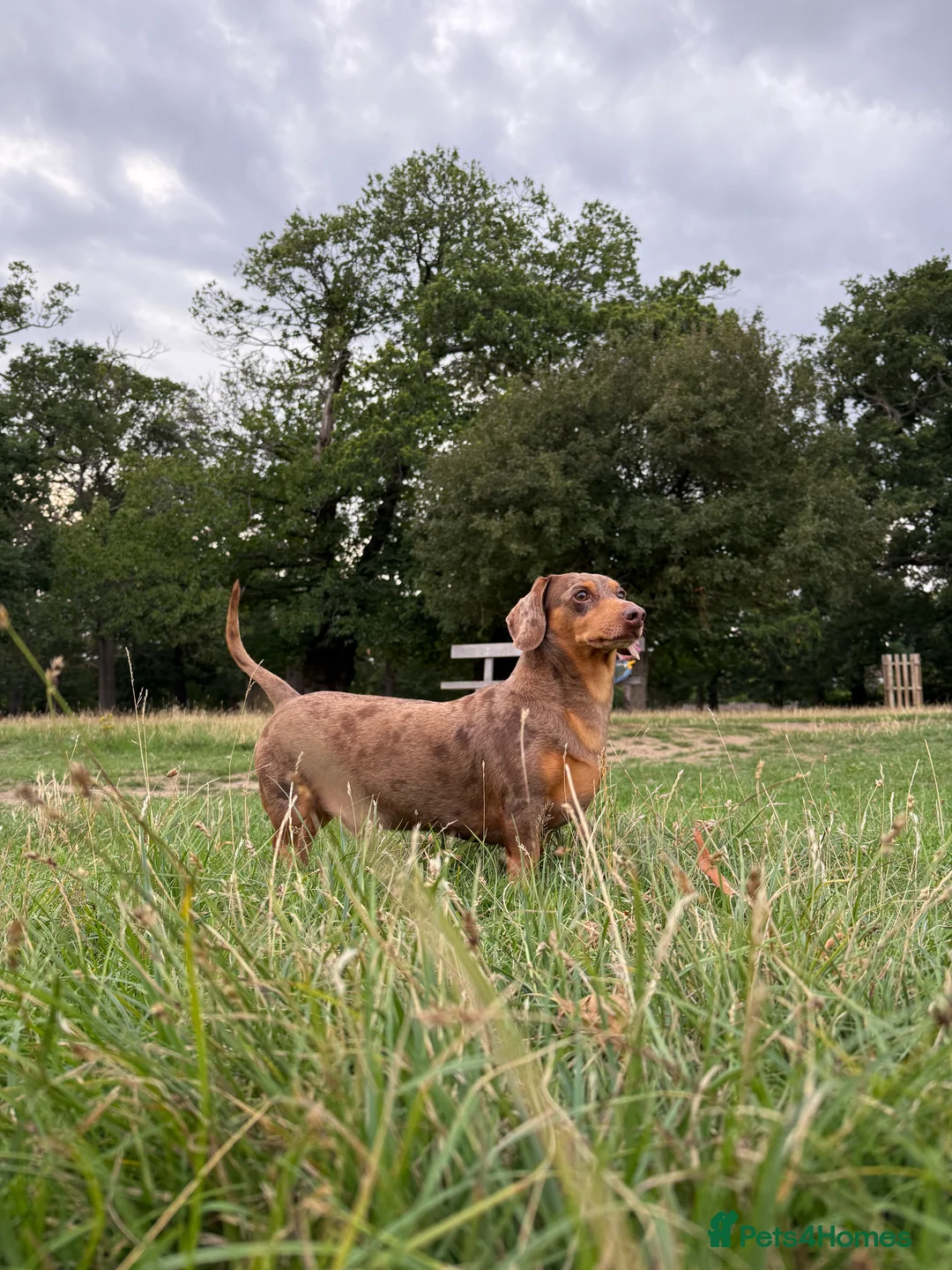 Dachshund dogs for stud: Standard Dachshund – Stud Available - Advert 7