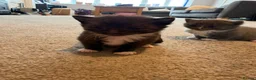 Mixed Breed cats for sale: 5 beautiful kittens  - Advert 14
