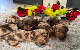 Miniature Dachshund dogs for sale: ❤️ Beautiful Dapple Miniature Dachshund babies ❤️ - Image 14