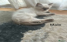 Ragdoll cats for sale: Male Ragdoll Kittens Available - Image 7