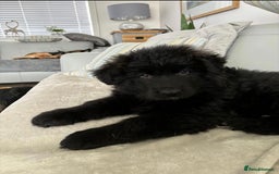 German Shepherd dogs for sale: KC REGISTERED GERMAN SHEPHERD PUPS - Image 3