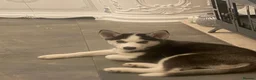 Siberian Husky dogs for sale: Husky Serbian  - Advert 3